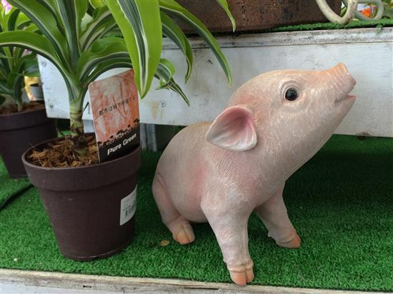 pig_172a.jpg