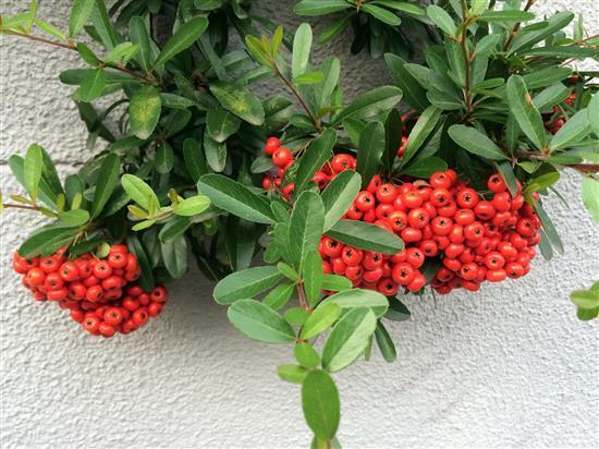 plant_004a.jpg