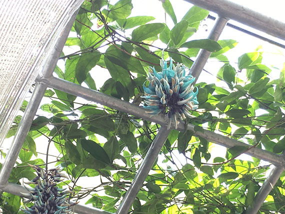 plant_0129b.jpg
