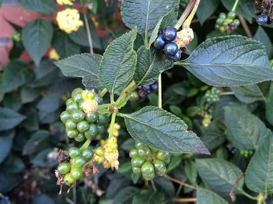 plant_028a.jpg