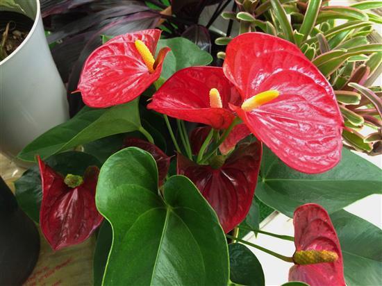 plant_125a.jpg