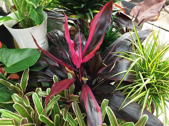 plant_129b.jpg