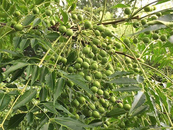 plant_1424b.jpg