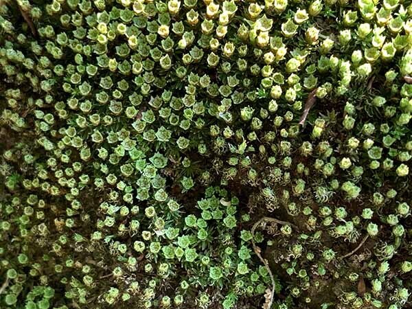 plant_3188a.jpg
