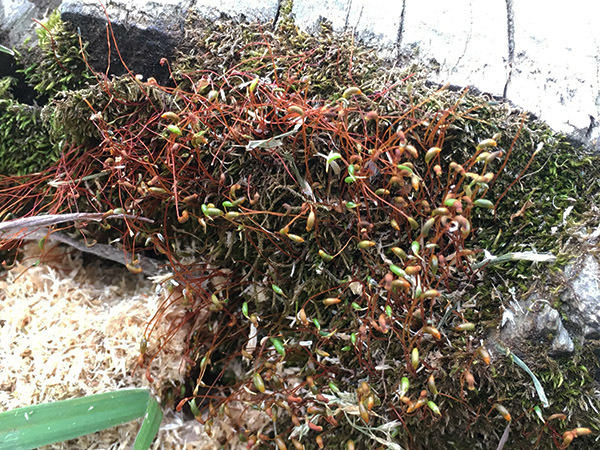 plant_7703b.jpg