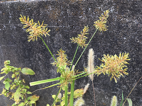 plant_9290a.jpg