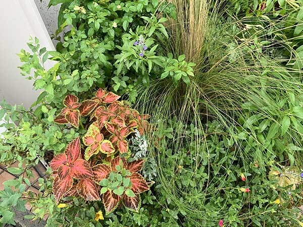 plants_0207a.jpg