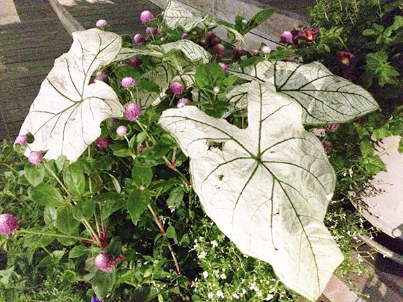 plants_2200c.jpg