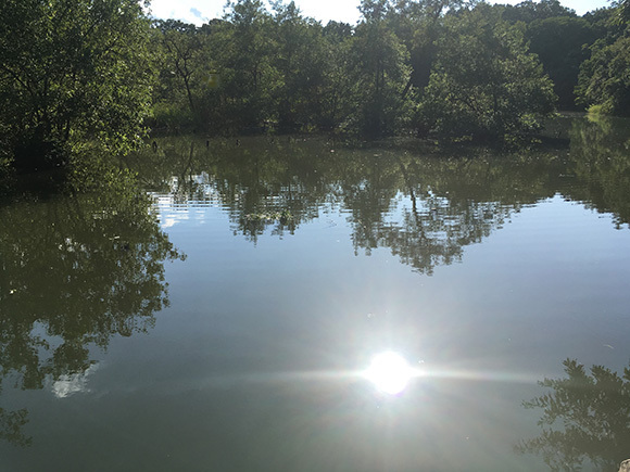 pond_7661a.jpg