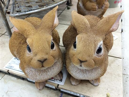 rabbit_066a.jpg