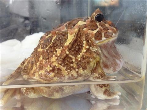 ramu_3818a.jpg