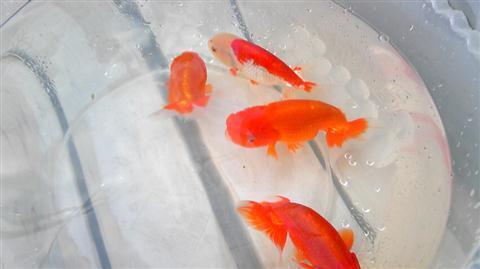 ranchu_672.jpg
