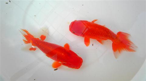 ranchu_678.jpg