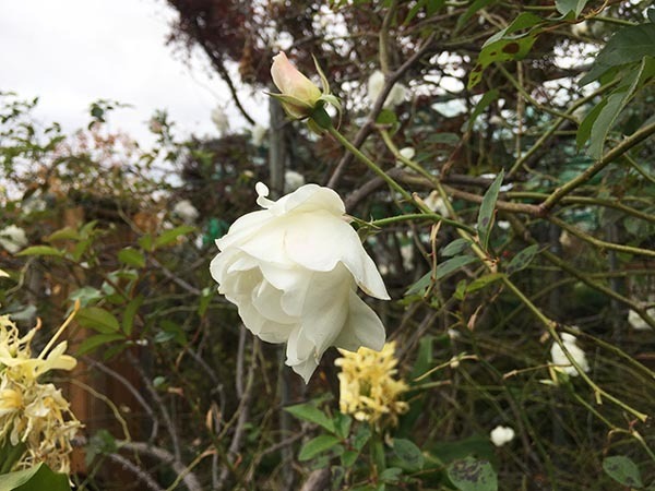 rose_4321a.jpg