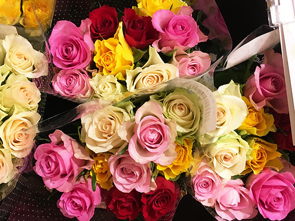 rose_5240b.jpg