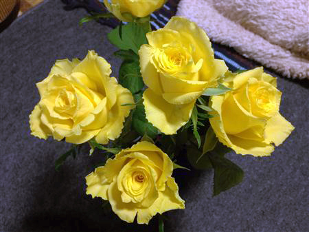rose_9841.JPG