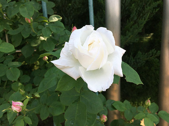 rose_9990c.jpg