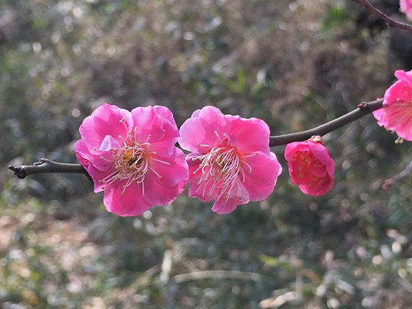 shakujii_5633b.jpg
