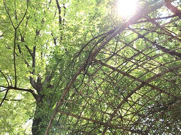 shine_0271a.jpg