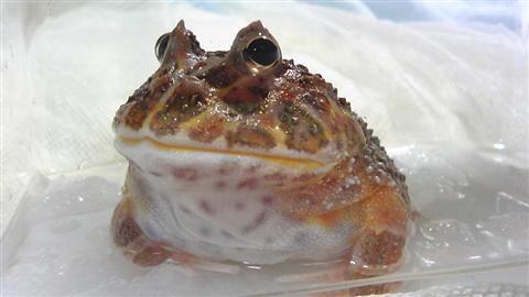 sinamon_065.jpg