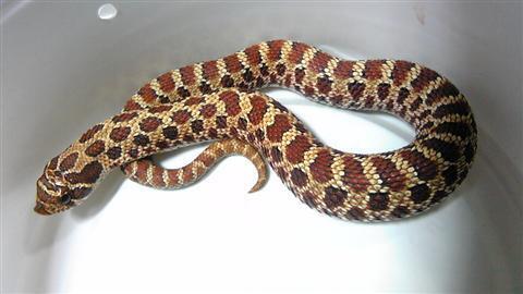 sisibana_024.jpg