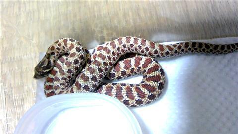 sisibana_071a.jpg