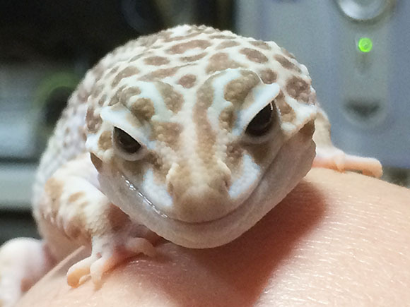 smiley_4027b.jpg