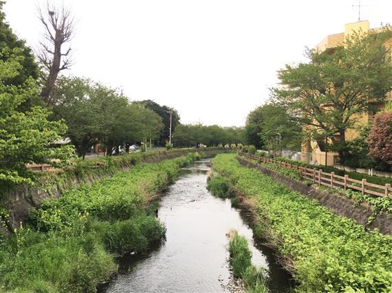stream_8386a.jpg