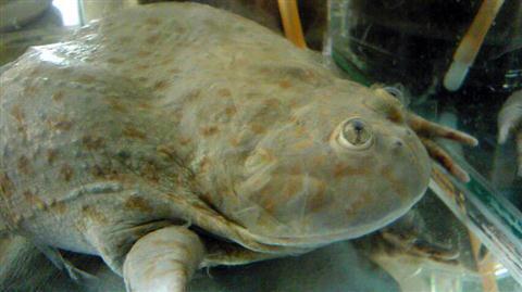 tapioka_140a.jpg