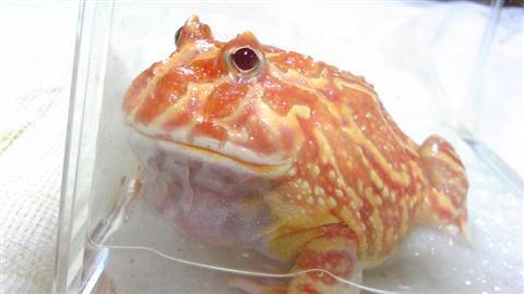 tarako_050.jpg