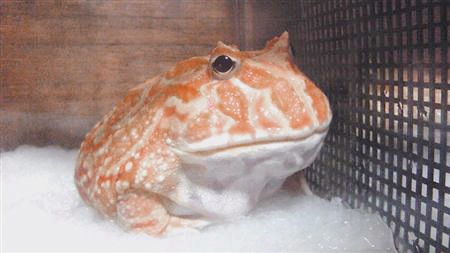 tarako_076d.jpg