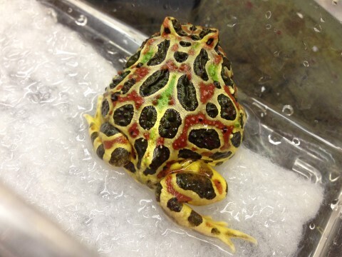 tonburi2013-20140210_175219_101a.jpg