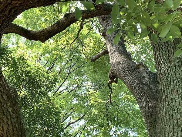 tree_0300a.jpg