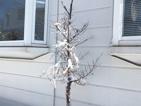 tree_3527b.jpg