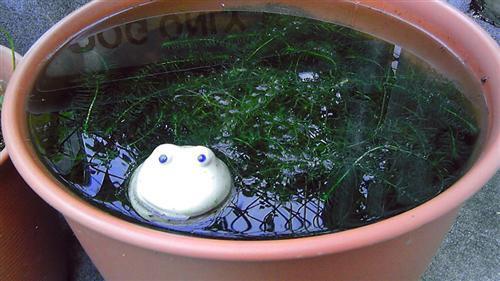yanaka_265.jpg