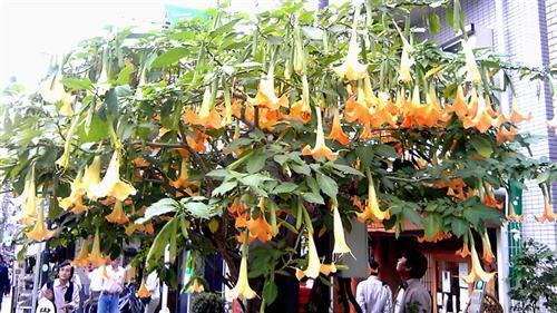 yanaka_277a.jpg