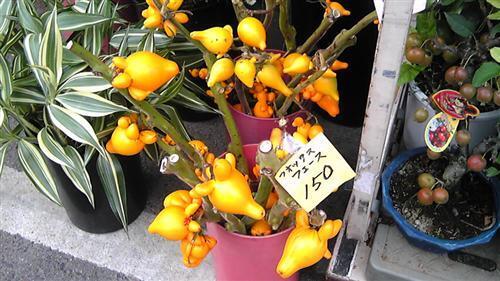 yanaka_314.jpg